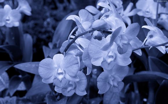 pon上的opm是什么意思
